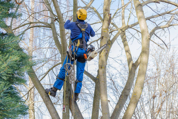 Best Leaf Removal  in Ramsey, NJ