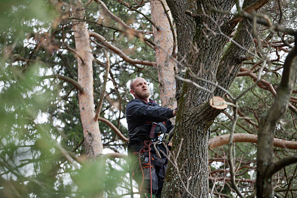 Best Tree Removal  in Ramsey, NJ