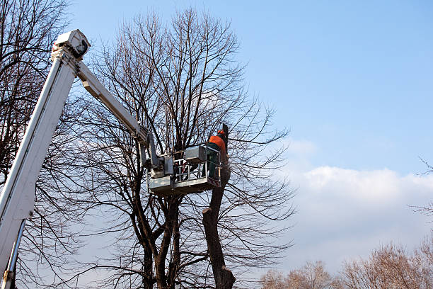 Professional Tree Services in Ramsey, NJ