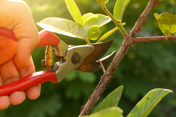 Best Arborist Consultation Services  in Ramsey, NJ